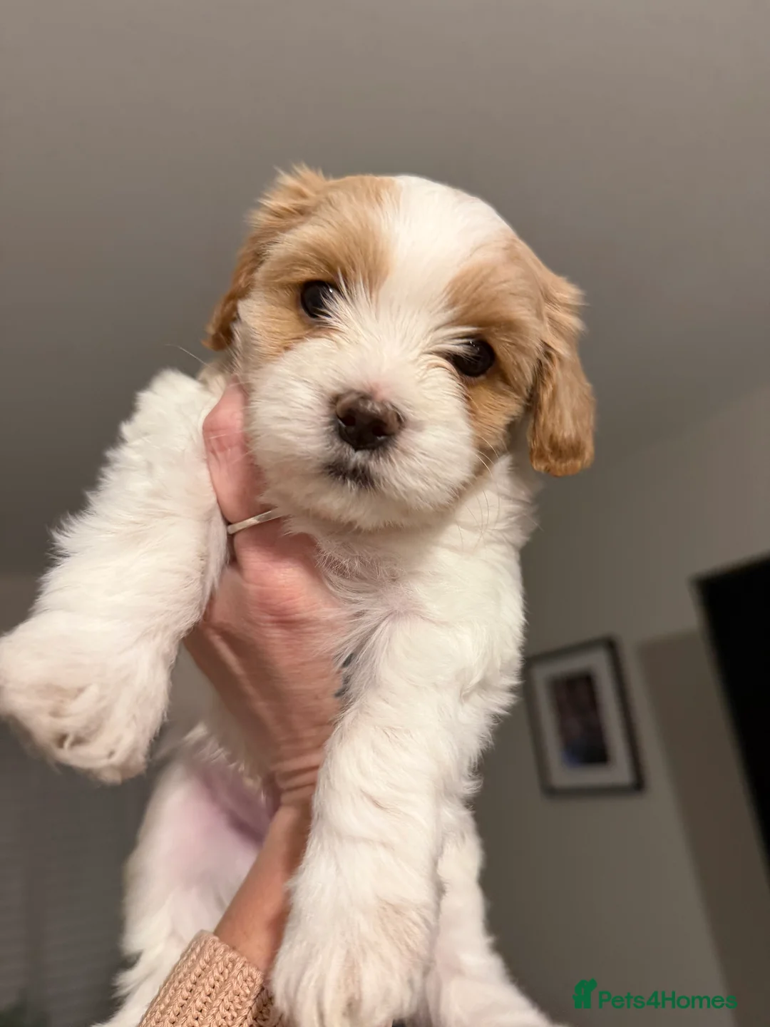 Mixed Breed dogs for sale: Cavamaltipoo - Advert 11