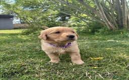 Golden Retriever dogs for sale: Kc pedigree golden retrievers (fox red  in Malton - Image 14