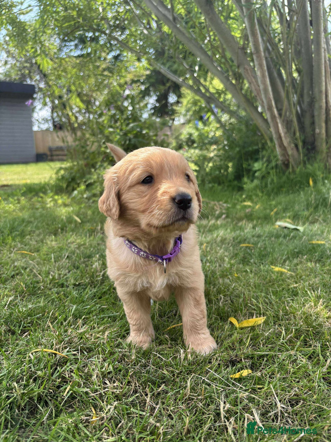 Golden Retriever dogs for sale: Kc pedigree golden retrievers (fox red  in Malton - Image 14