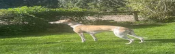 Whippet dogs for sale: Beautiful KC Whippet Puppies - Advert 15
