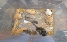 Gerbil rodents for sale: Baby Gerbils  - Image 4