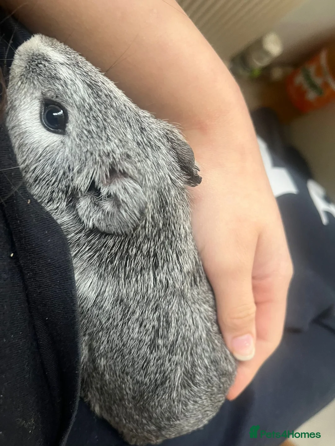 Guinea Pig rodents for sale: Guinea pig/ male / grey  - Advert 5