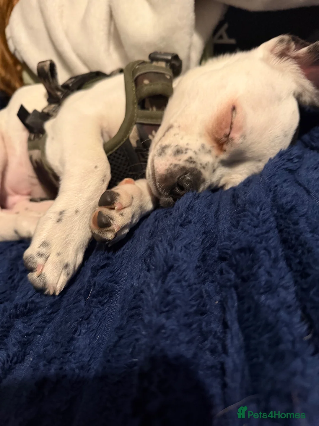 Mixed Breed dogs for sale: 5 month old american bullhuaha in South Shields - Advert 2
