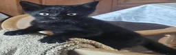 Mixed Breed cats for sale: Beautiful black kittens for sale. - Advert 3