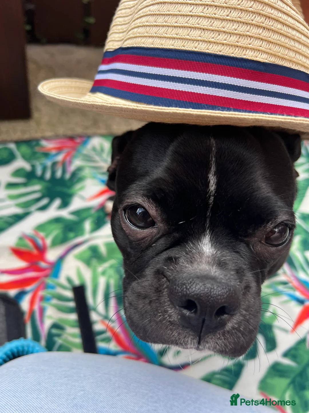 Pug dogs for sale: Milo needs an urgent home 🚨 - Advert 5