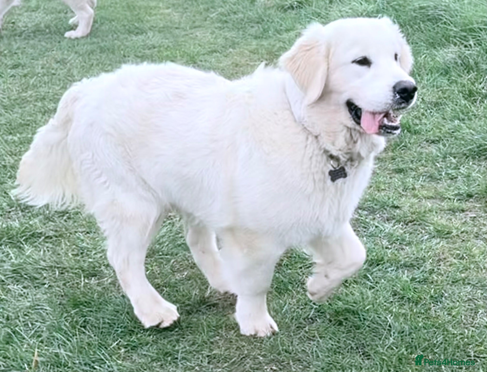 Golden Retriever dogs KC reg fully health tested 1 year old male  - Advert 1