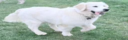 Golden Retriever dogs for sale: KC reg fully health tested 1 year old male  - Advert 1