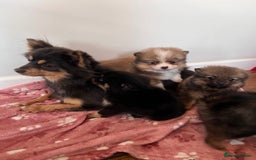 Pomeranian dogs for sale: Brindle Pomeranian  - Image 5