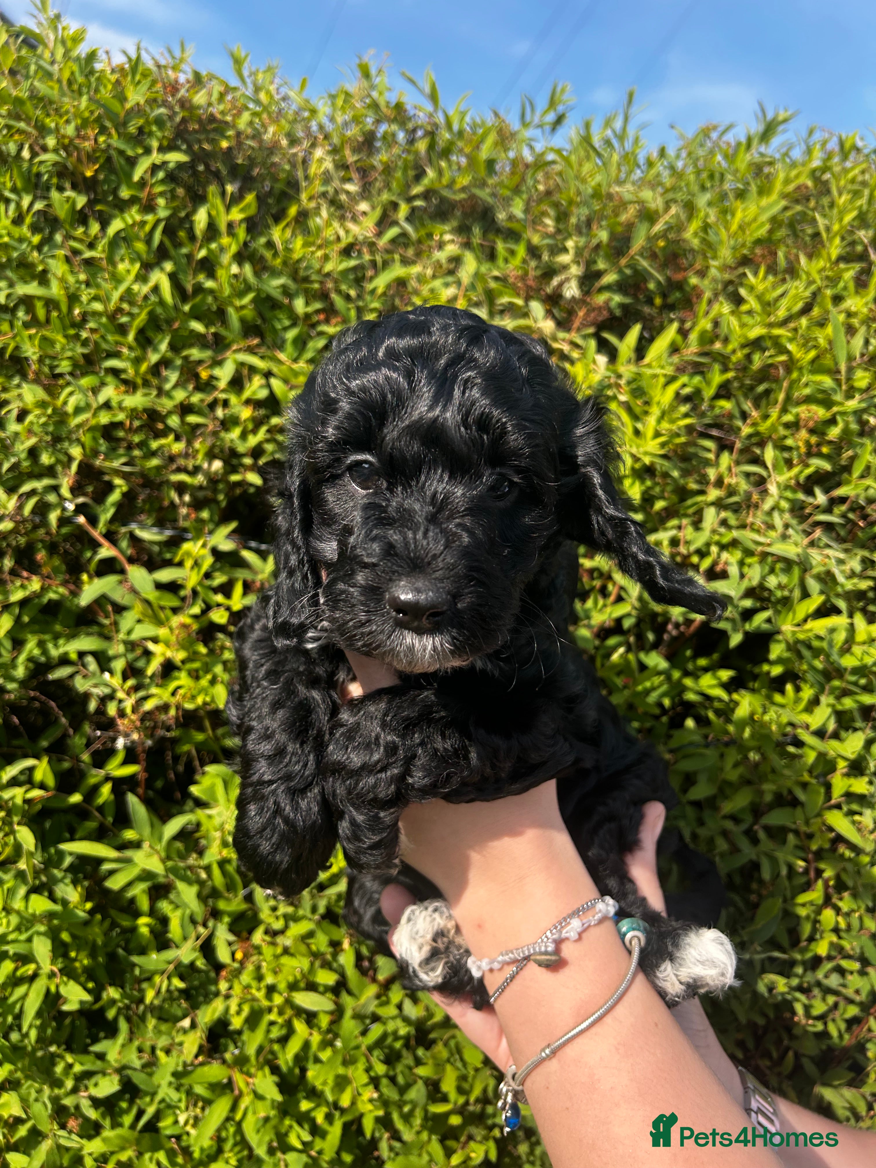 Sproodle dogs for sale: Sproodle puppies  in Accrington - Advert 9
