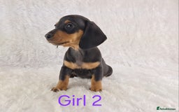 Miniature Dachshund dogs for sale: Beautiful Miniature Dachshund Puppies  - Image 15