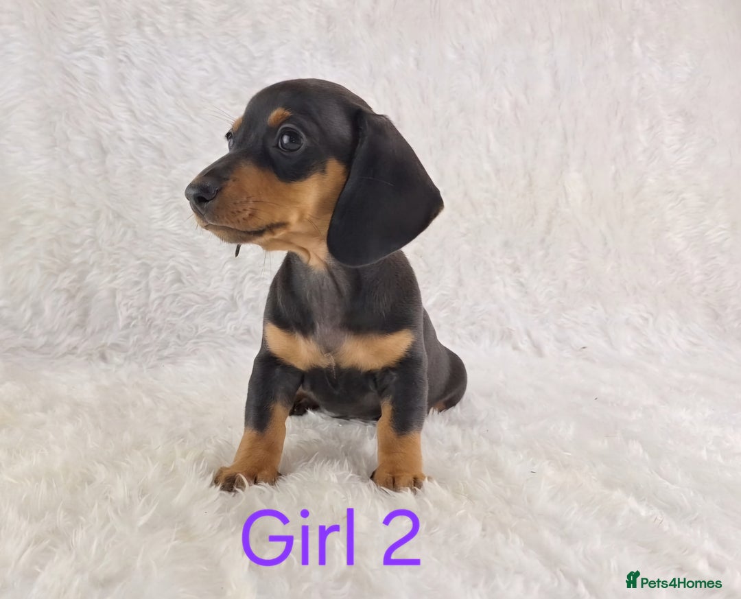 Miniature Dachshund dogs for sale: Beautiful Miniature Dachshund Puppies  - Image 15