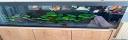 Fancy Goldfish fish for sale: Fluval Roma 240 complete fancy goldfish aquarium  - Advert 10
