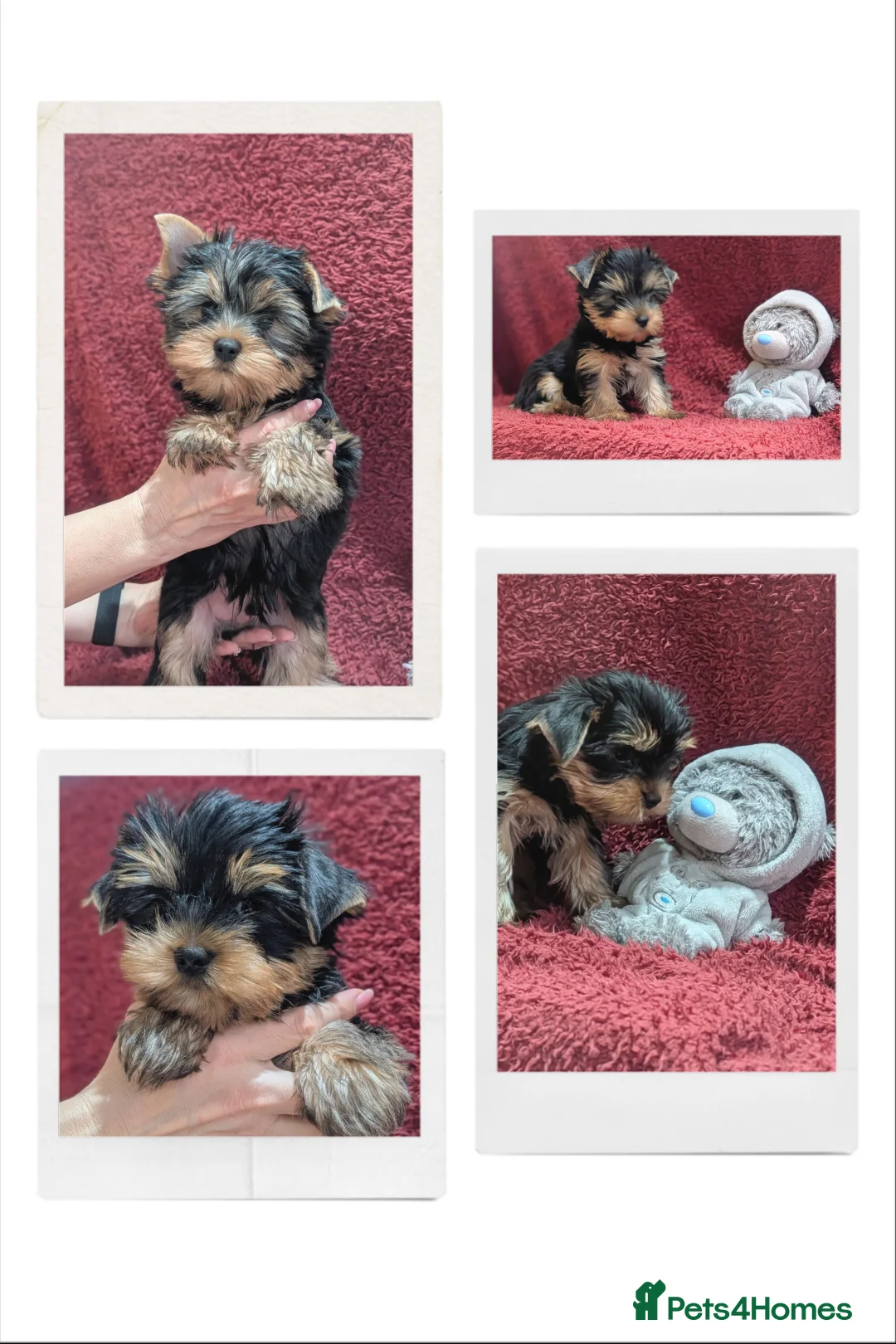 Yorkshire Terrier dogs for sale: Pedigree Yorkshire Terrier puppies ( last one) in Craigavon - Advert 1