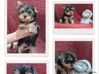 Yorkshire Terrier dogs Pedigree Yorkshire Terrier puppies ( last one) in Craigavon - Advert 6