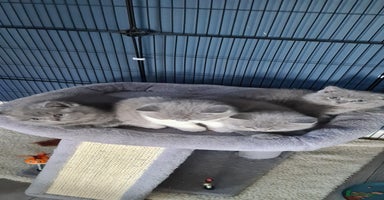 British Shorthair cats - Advert 4