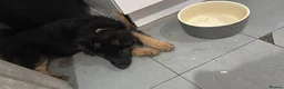 German Shepherd dogs for sale: Chunky beautiful German shepherd pup  - Advert 8