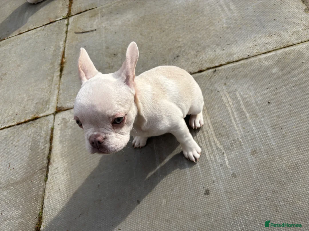 French Bulldog dogs for sale: Beautiful Frenchie Females - Advert 2