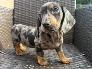 Miniature Dachshund dogs Stunning true mini KC Dachshund puppies - Advert 18