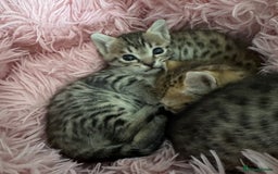 Savannah cats for sale: Stunning Savannah Kittens - Image 4