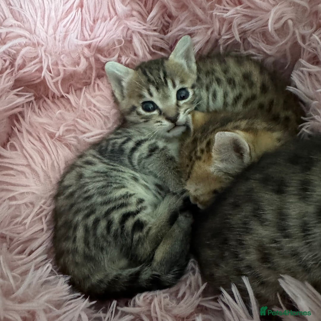 Savannah cats for sale: Stunning Savannah Kittens - Image 4