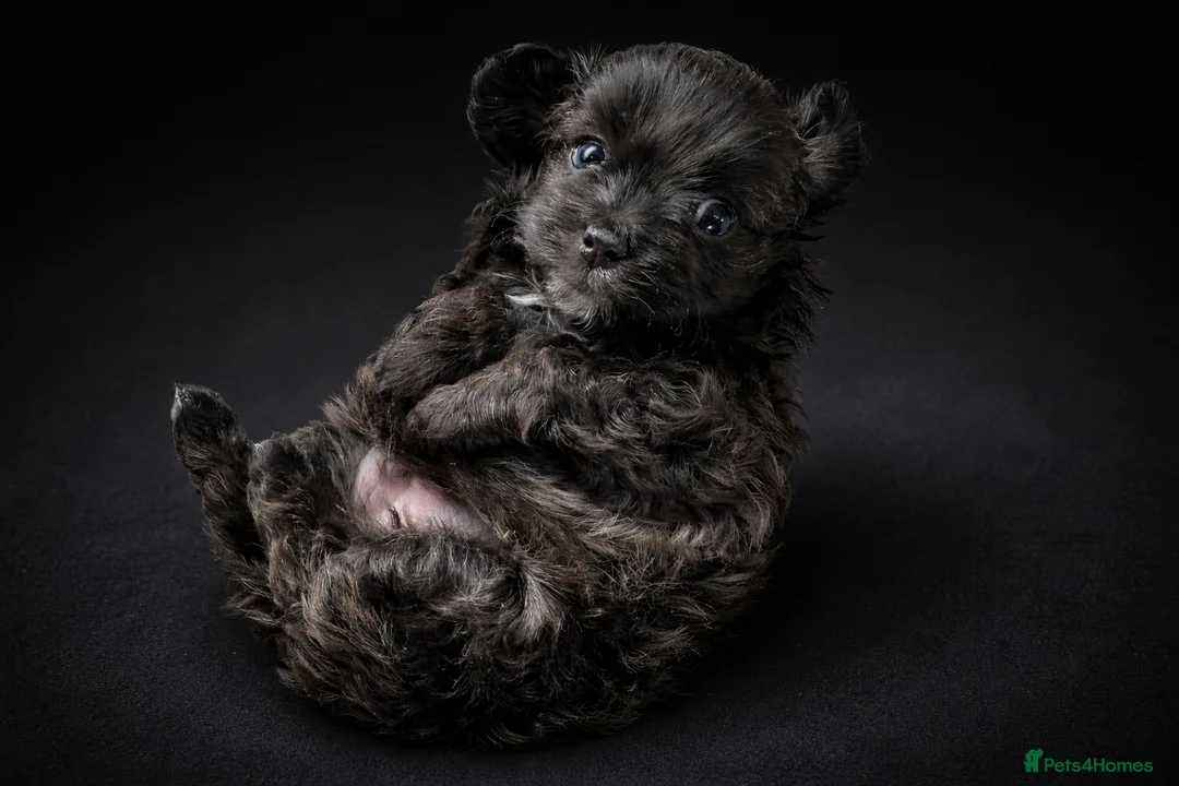 Maltipoo dogs for sale: Rare True Asian Teddy-Bear Maltipoo Puppies  - Advert 9