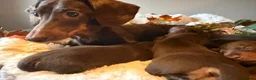 Miniature Dachshund dogs for sale: KC Miniature dachshund chocolate and tan puppies!  - Advert 7