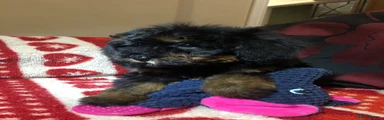 Mixed Breed 5