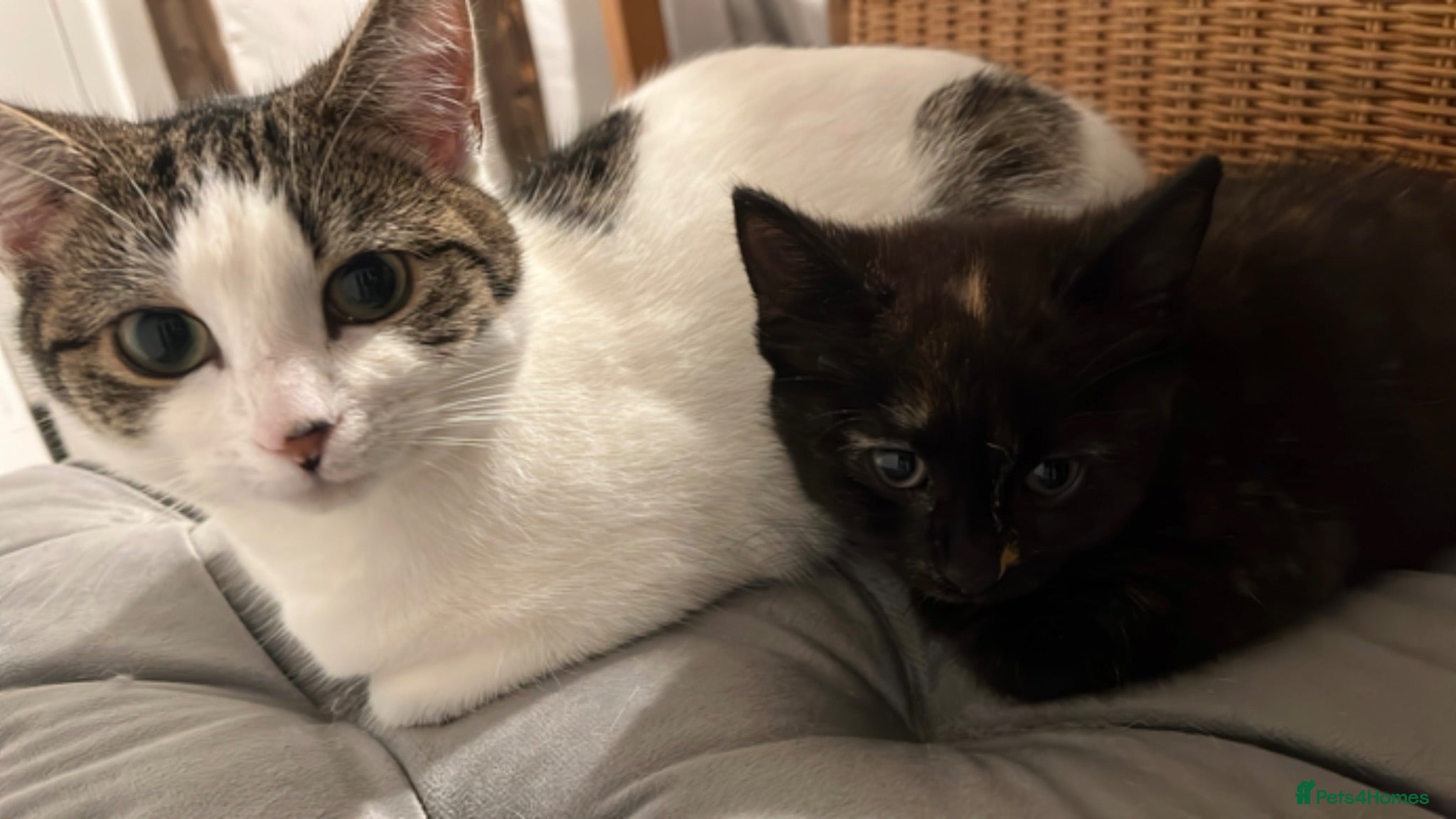 Mixed Breed cats In need of a new home  - Advert 2