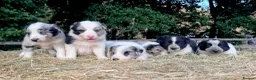 Border Collie dogs for sale: Beautiful Border Collies, proven agility obedience - Advert 4