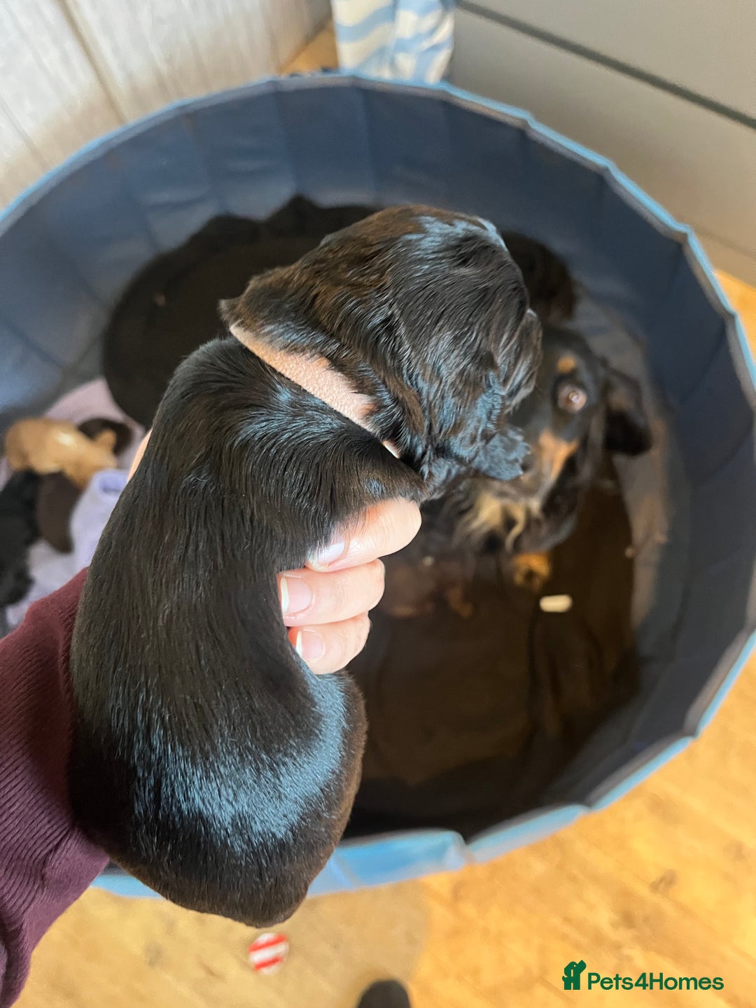 Cocker Spaniel dogs for sale: Cocker spaniel puppies - Image 19