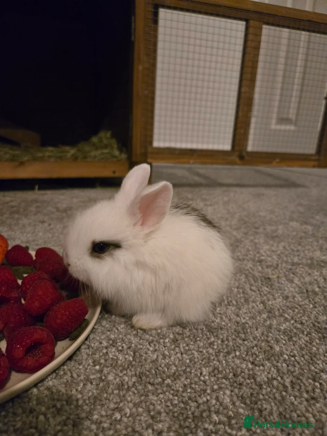 Mini Lop rabbits for sale: Mini lop bunnies  in Hinckley - Advert 8
