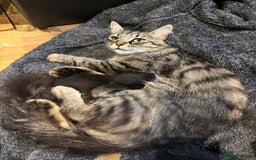 Mixed Breed cats for sale: Siberian X domestic female looking for new home - Image 1
