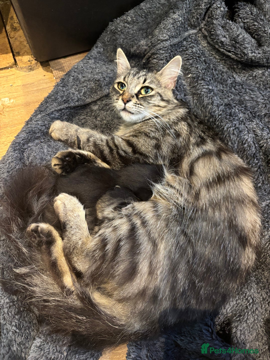 Mixed Breed cats for sale: Siberian X domestic female looking for new home - Image 1