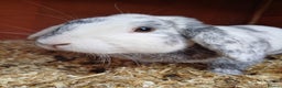 Mixed Breed rabbits for sale: Lovely Lop eared Rabbit  - Advert 1