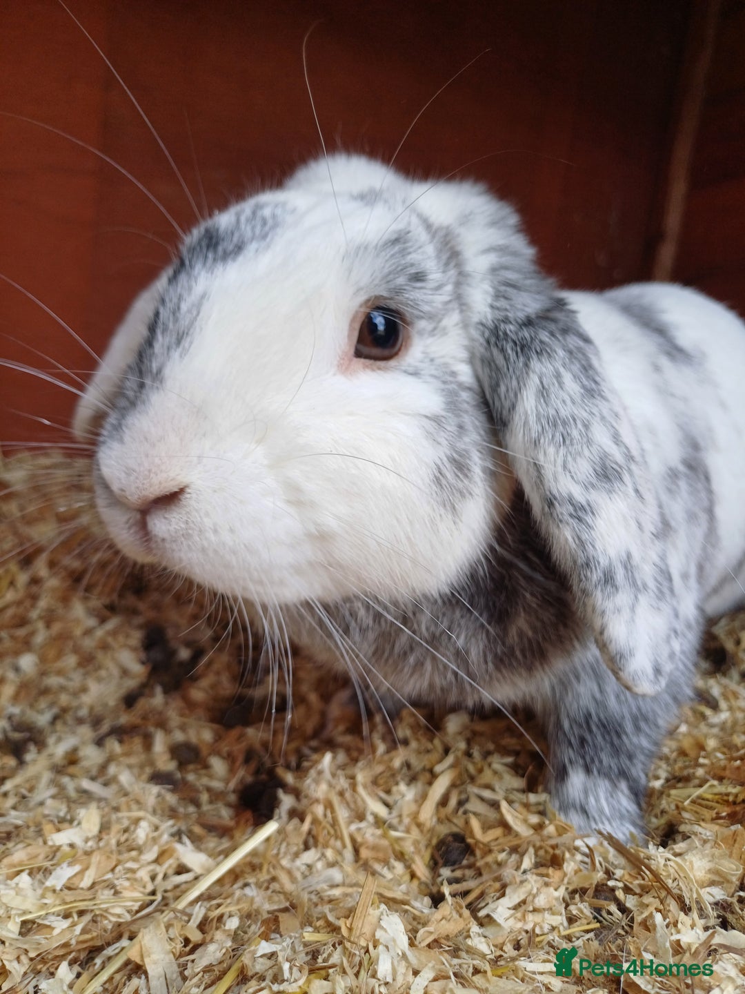 Mixed Breed rabbits for sale: Lovely Lop eared Rabbit  - Advert 1