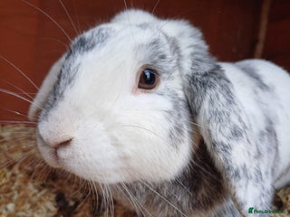 Mixed Breed rabbits Lovely Lop eared Rabbit - Advert 1