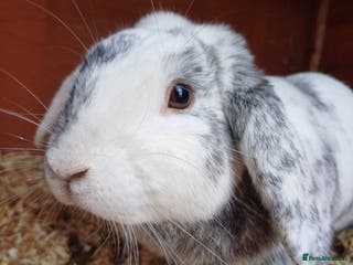 Mixed Breed rabbits Lovely Lop eared Rabbit - Advert 1