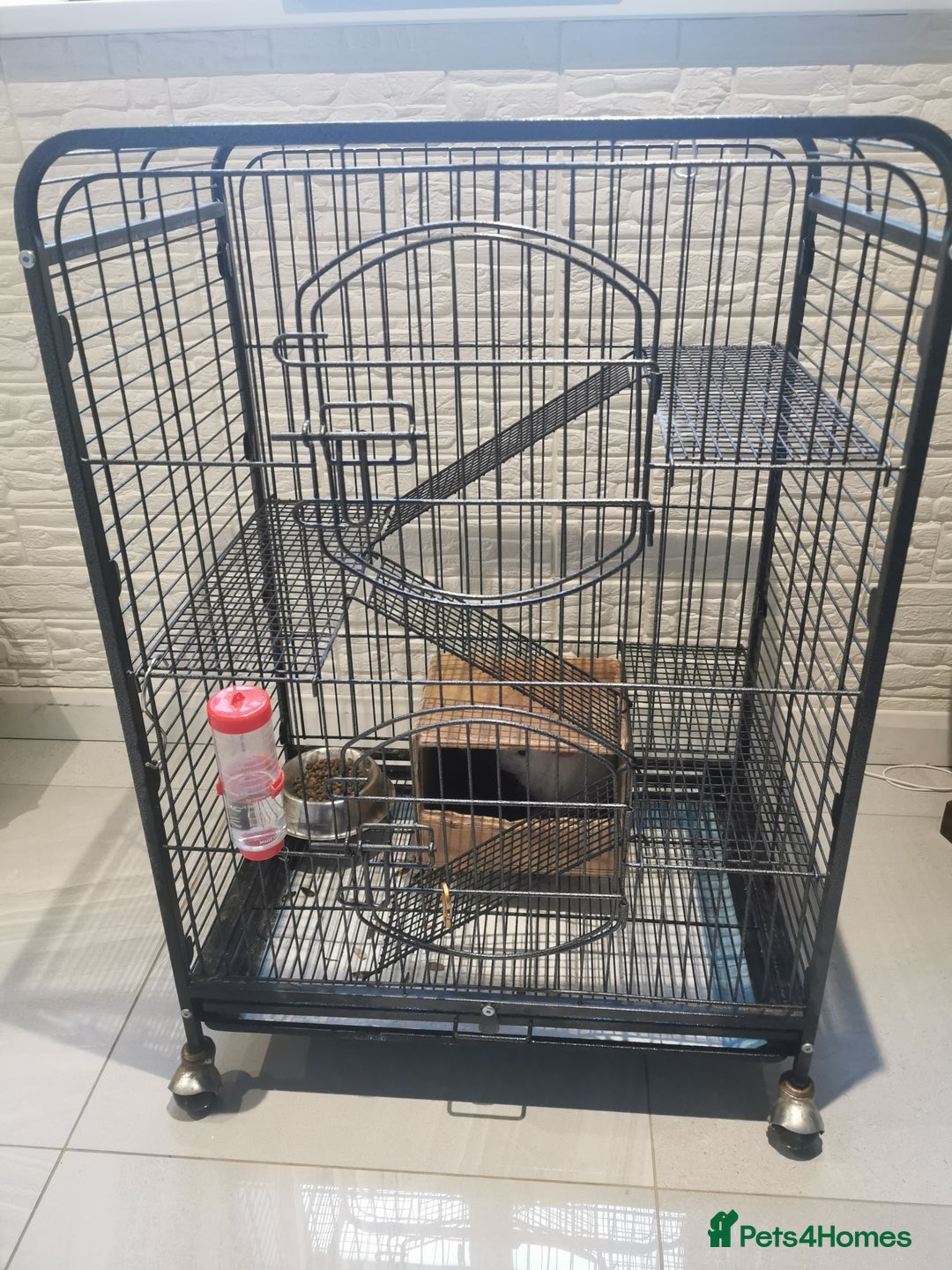 Chinchilla rodents for sale: ❄️Beautiful Pink White Chinchilla with Red Eyes❄️ - Advert 10