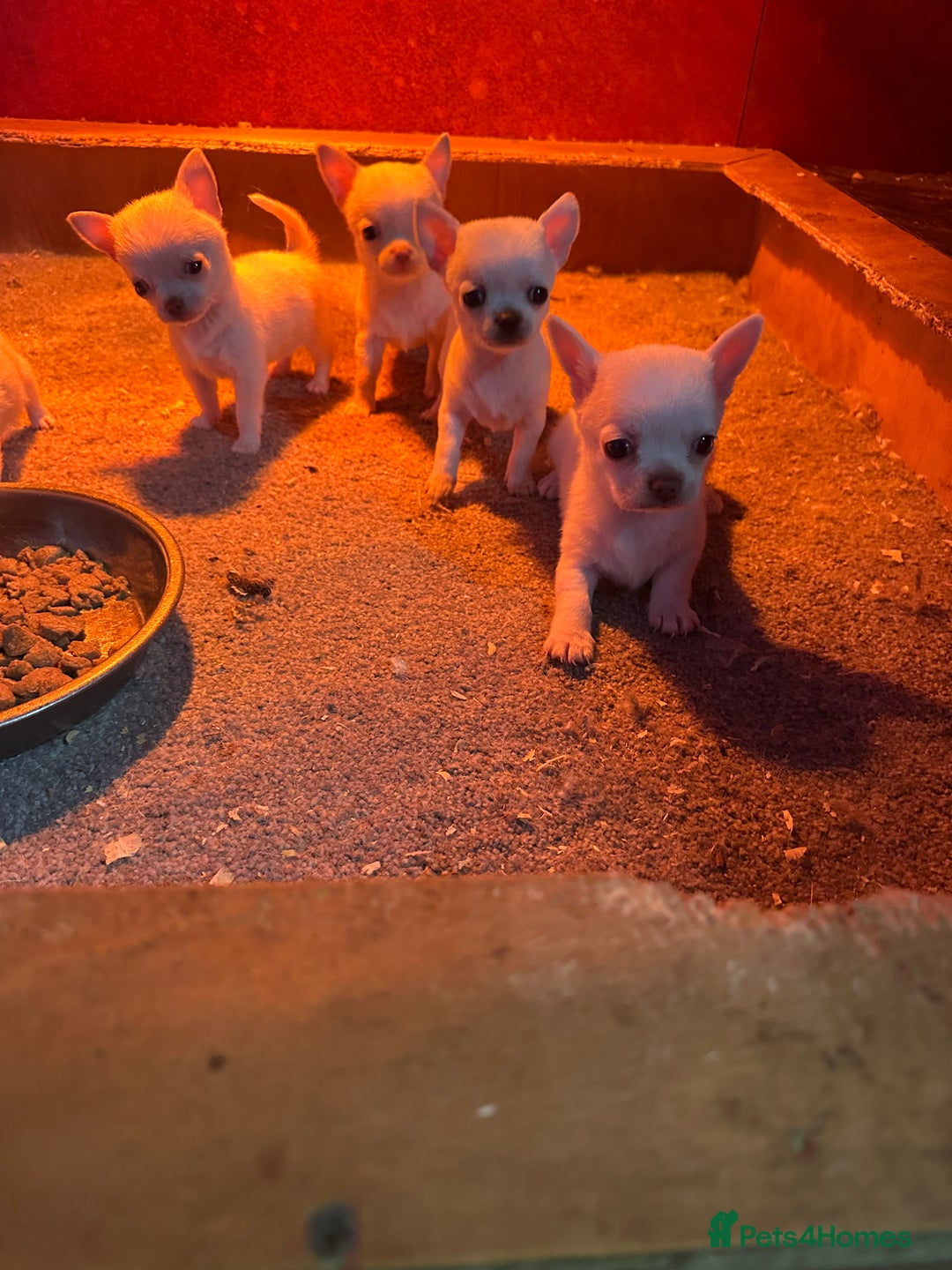 Chihuahua dogs for sale: Chihuahua  - Advert 5