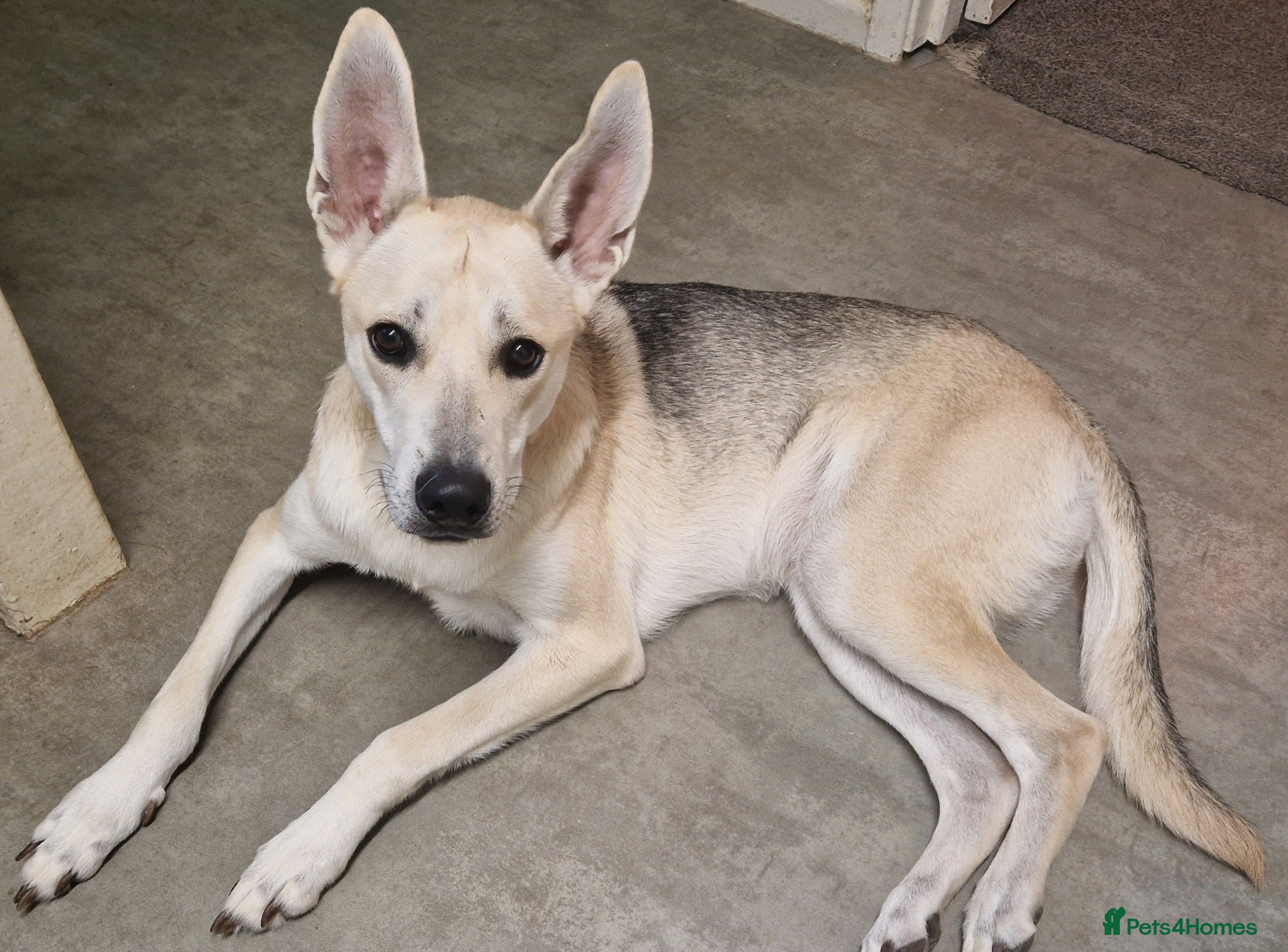 Shepsky dogs Female shepsky  - Advert 1