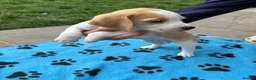 Beagle dogs for sale: Beagle Puppies - Advert 3