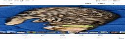 Bengal cats for sale: Prince and princesses seeking human slaves - Advert 16