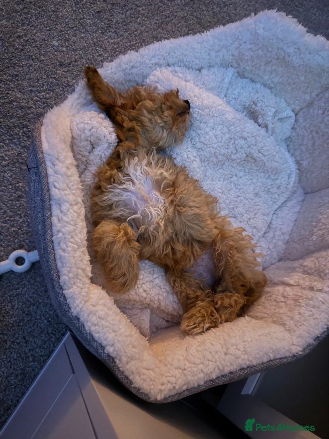Cavapoo dogs for sale: 10 Month old beautiful baby girl available  - Advert 9