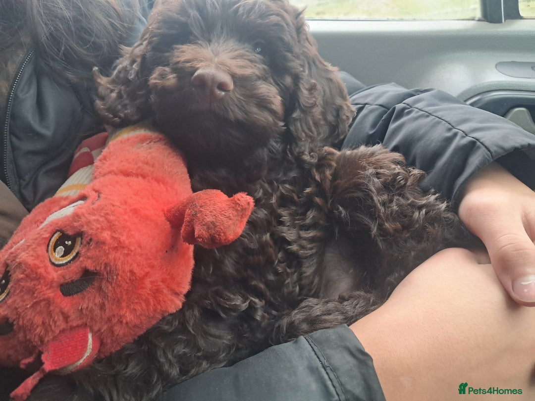 Cockapoo dogs for sale: Toy F1 Cockerpoo last chocolate boy  - Advert 7