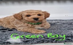 Poochon dogs for sale: Beautiful Poochon Puppies  in Carmarthen - Image 13