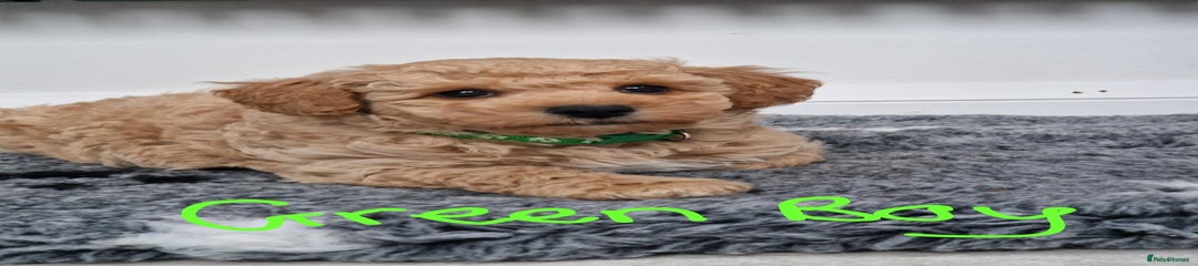 Poochon Puppy 1