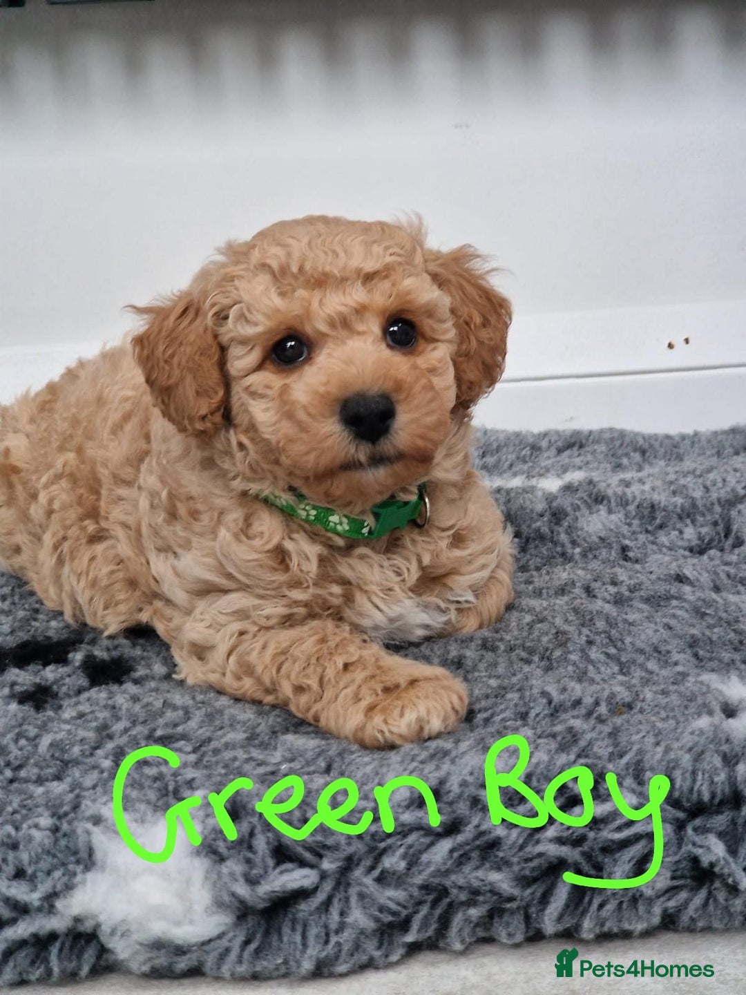 Poochon dogs for sale: Beautiful Poochon Puppies  in Carmarthen - Image 13