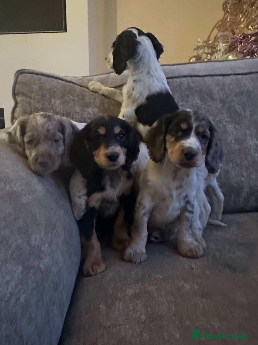 Sprocker dogs for sale: Beautiful sprocker puppies - Advert 16