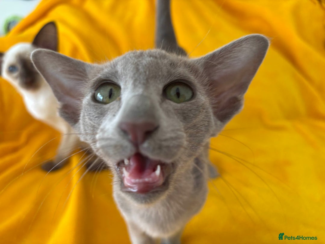Oriental cats for sale: lilac solid girl and chocolate point boy - Image 8
