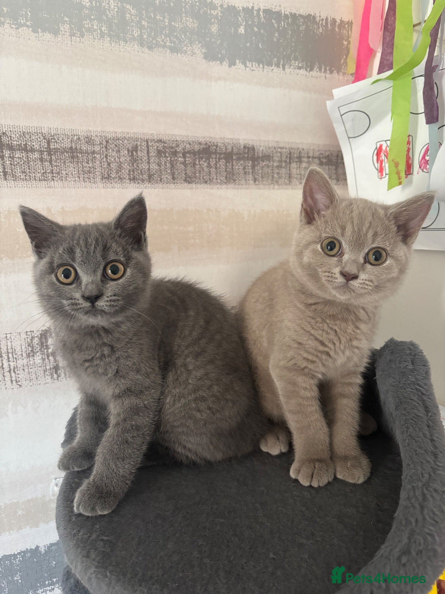 British Shorthair cats READY | 2 GIRLS LEFT Blue&Lilac Shorthair Kittens - Advert 2